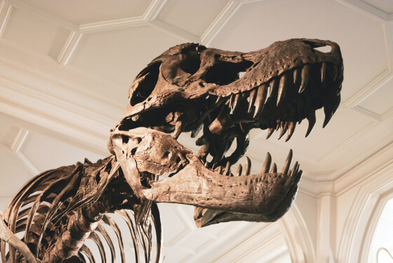 Skelett eines TRex