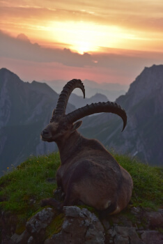 Steinbock vor Sonnenuntergang
