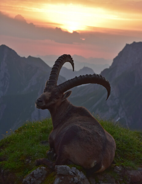 Steinbock vor Sonnenuntergang